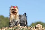 YORKSHIRE TERRIER 263